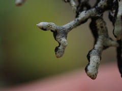 Hypogymnia tubulosa