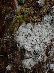 Icmadophila ericetorum