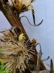 Taylorilygus apicalis