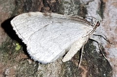 Operophterini