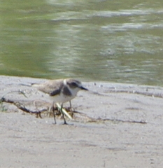 Charadrius alexandrinus