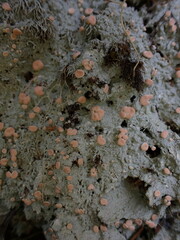 Icmadophila ericetorum