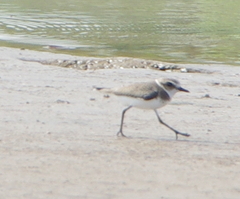 Charadrius alexandrinus