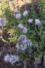 Monardella odoratissima