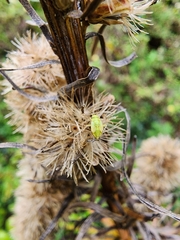 Taylorilygus apicalis