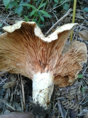 Lactarius controversus