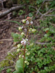 Pyrola asarifolia