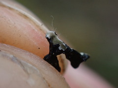 Hypogymnia tubulosa