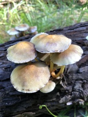 Hypholoma
