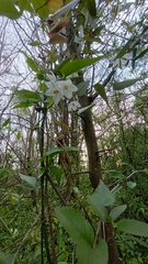 Solanum laxum