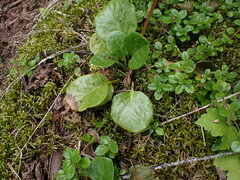 Pyrola asarifolia