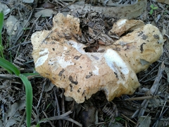 Lactarius controversus