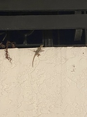 Anolidae