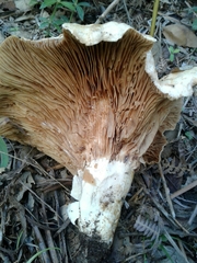 Lactarius controversus