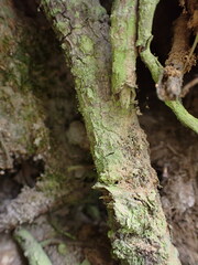 Chaenotheca furfuracea