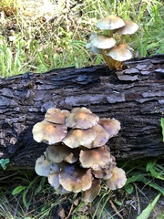 Hypholoma
