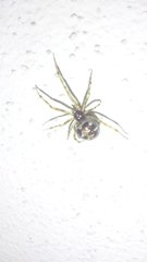 Steatoda triangulosa
