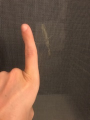 Sphodromantis viridis