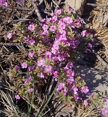 Diplacus torreyi