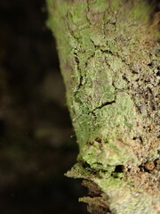 Chaenotheca furfuracea