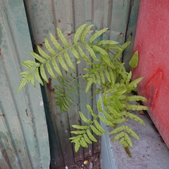 Cyclosorus interruptus