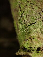 Chaenotheca furfuracea