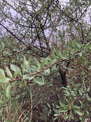 Pyrus spinosa