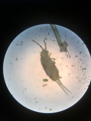 Isotomurus