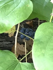Smilax lasioneura