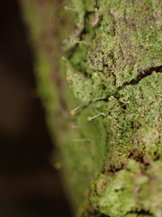 Chaenotheca furfuracea