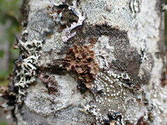 Lobariaceae