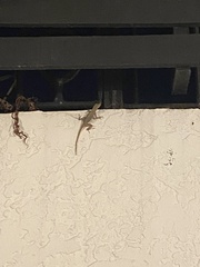 Anolidae