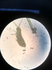 Isotomurus