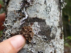 Lobariaceae