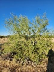 Parkinsonia microphylla