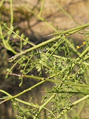 Parkinsonia microphylla