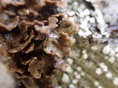 Lobariaceae