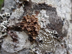 Lobariaceae