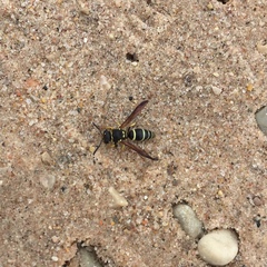 Ancistrocerus catskill