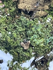 Chiloscyphus pallescens