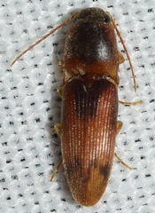 Aeolus melliculus
