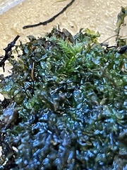 Chiloscyphus pallescens