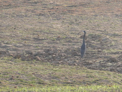 Ardea melanocephala