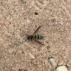 Ancistrocerus catskill