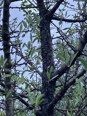Pyrus spinosa