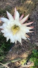 Trichocereus candicans