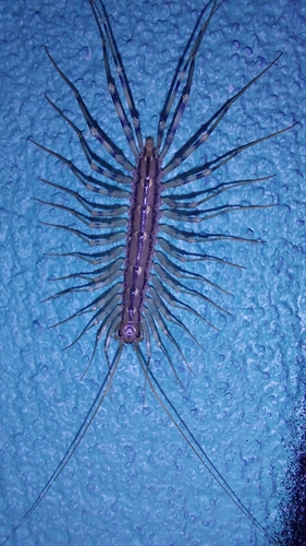 House centipede
