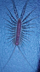 Scutigera coleoptrata