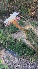 Trichocereus candicans