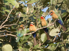 Merops bullockoides